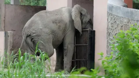 Isolated Life and Passing of Delhi’s Lone African Elephant
